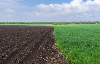 Ukrayna alan bahar peyzaj