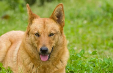 Portre sevimli karışık doğurmak köpek