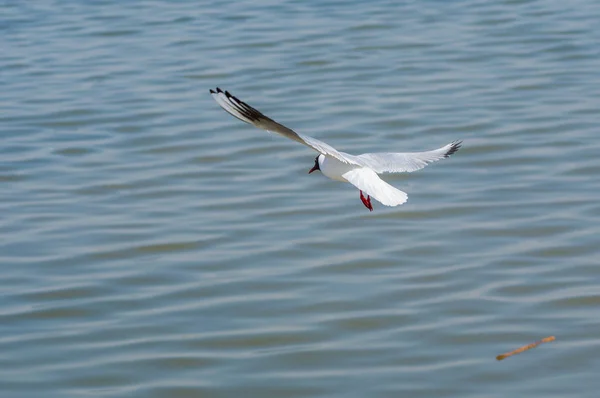 Μαυροκέφαλος Γλάρος Κάνοντας Δοκιμαστική Πτήση Πάνω Από Τον Ποταμό Δνείπερος — Φωτογραφία Αρχείου