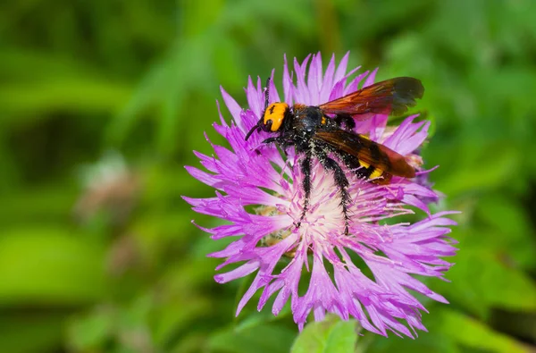 Big wasp-like insect gathers nectar from cornflowers in summer garden