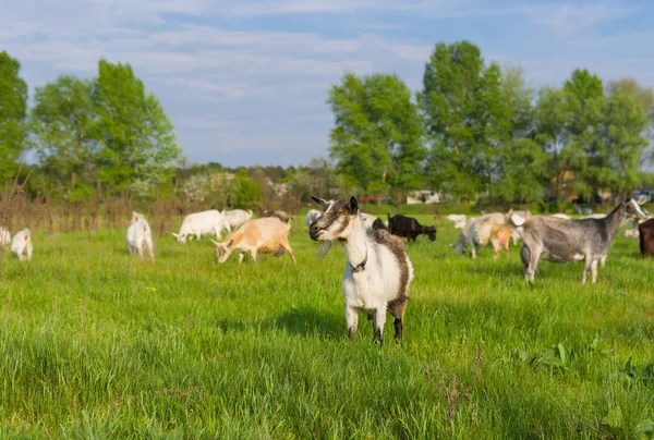 Chèvres Laitières Ukrainiennes Dans Pâturage Printemps Shalow Dof — Photo