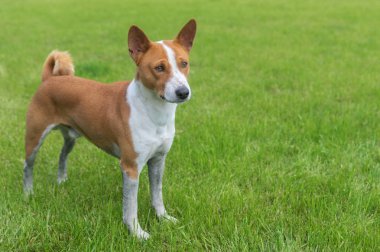 Kirli kirli yerlerde çalıştırdıktan sonra taze bir çimenlikte alçaklık köpek ayakta Olgun