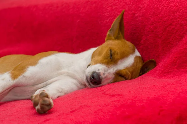 Basenji Hond Slapen Rode Sofa — Stockfoto