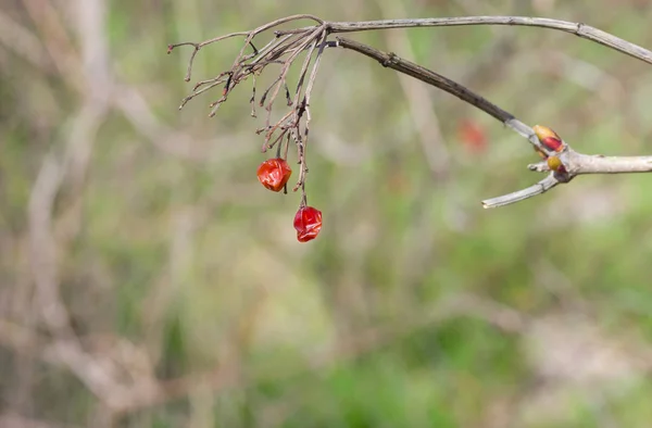 Viburnum Aszalt Gyümölcsökkel Tavaszi Szezonban Ága — Stock Fotó
