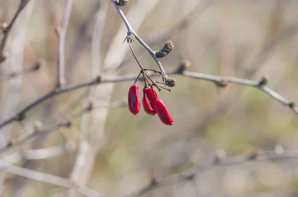 Branche Berbères Aux Fruits Secs — Photo