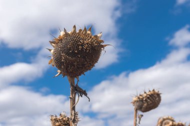 Güzel olgun ayçiçeği mavi bulutlu gökyüzü karşı sonbahar sezon