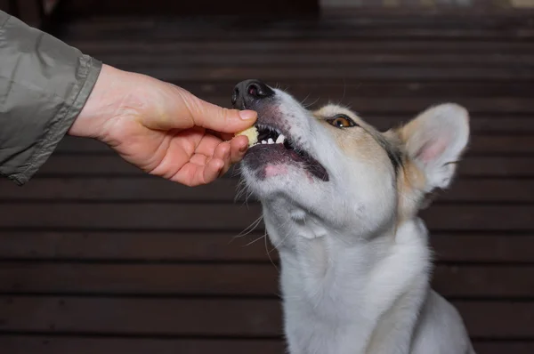 Mano Umana Alimentazione Giovane Cane Con Biscotto Durante Allenamento Semplici — Foto Stock