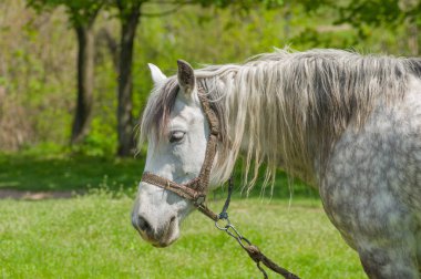 Benekli mare adlı ilkbahar mera portresi