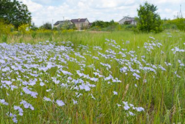 Vahşi bellflower alanıyla