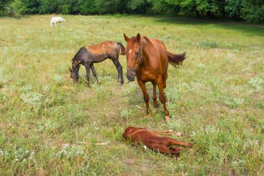 At aile yaz mera üzerinde