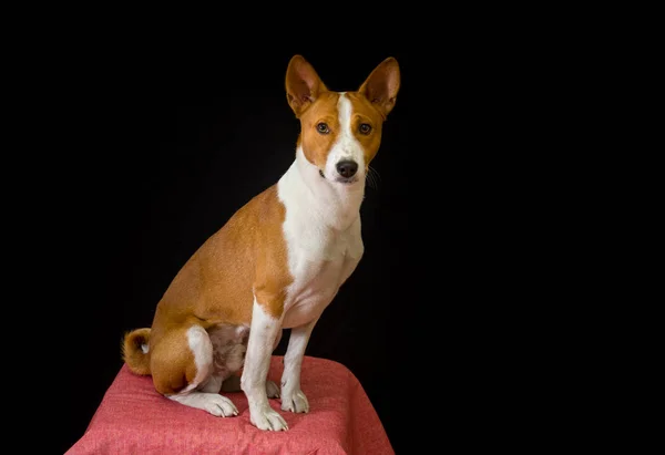 Studio Portrait Elegant Basenji Dog — Stock Photo, Image