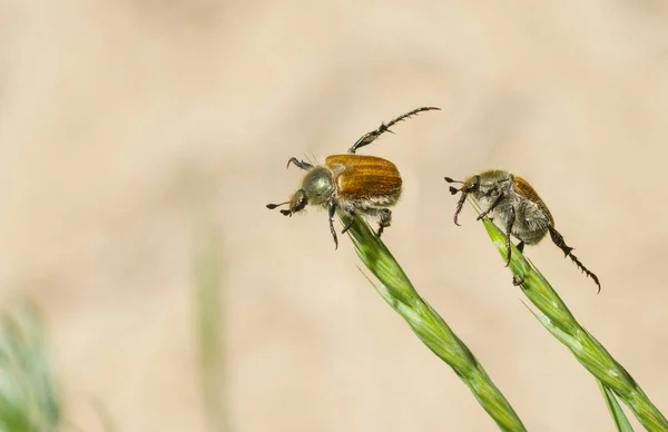 野生動物曲芸デュエット 毎日演習を行う つの脂肪カブトムシ — ストック写真