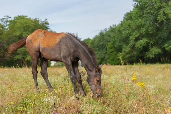 夏天牧场上可爱的小马 — 图库照片