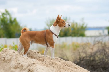 Brave basenji dog looking into the distance clipart