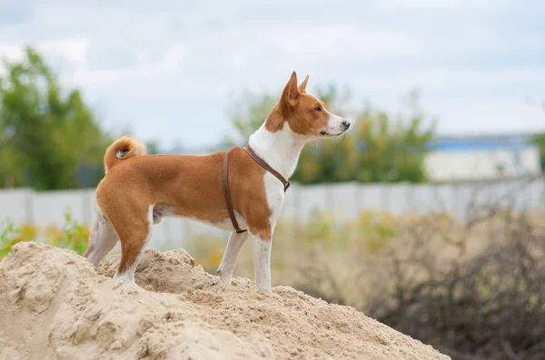 Γενναίος Basenji Σκυλί Σας Αναζητούν Απόσταση — Φωτογραφία Αρχείου