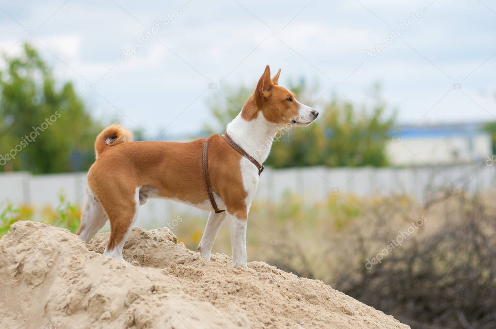 Brave basenji dog looking into the distance