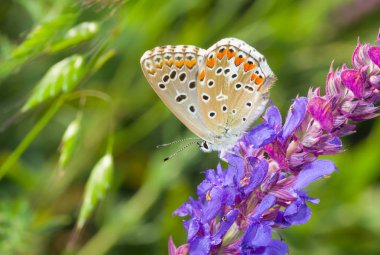 Yaz sezonunda, vahşi bir adaçayı üzerinde ortak mavi (Polyommatus icarus) kelebek