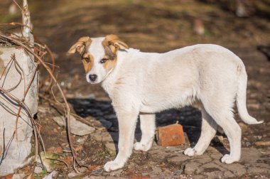 Başıboş köpek yavrusu umutla bakıyor