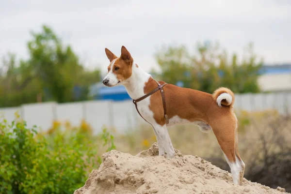 Outdoor Portrait Basenji Dog — Stock Photo, Image