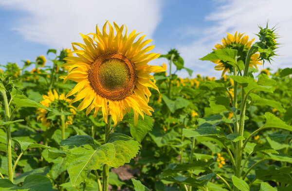 Sunflower field at flowering time in Ukraine