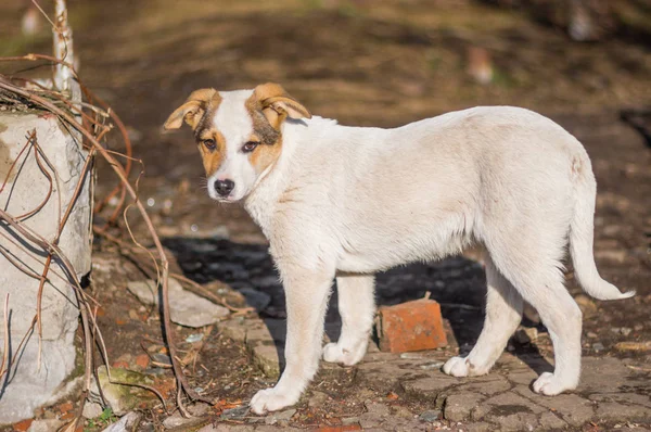 Başıboş köpek yavrusu umutla bakıyor