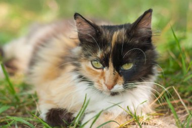 Yakın çekim yaz çim döşeme üç renkli kedi portresi