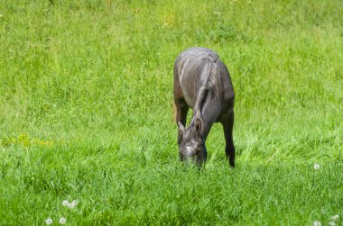 Genç at taze bahar otların arasında Öğle Yemeği