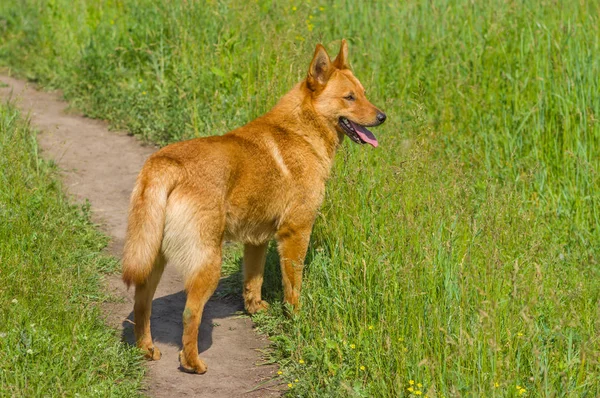 春の草でかわいい雑種犬 — ストック写真