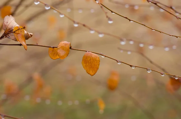 パステル カラー 浅い自由度の美しい紅葉の自然の背景 — ストック写真