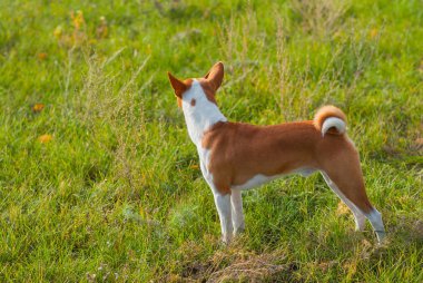 Alçaklık köpek - asker lideri mesafe içine arıyorum