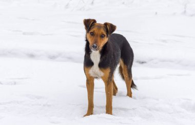 Sokak köpeği biraz yiyecek için yalvarıyor