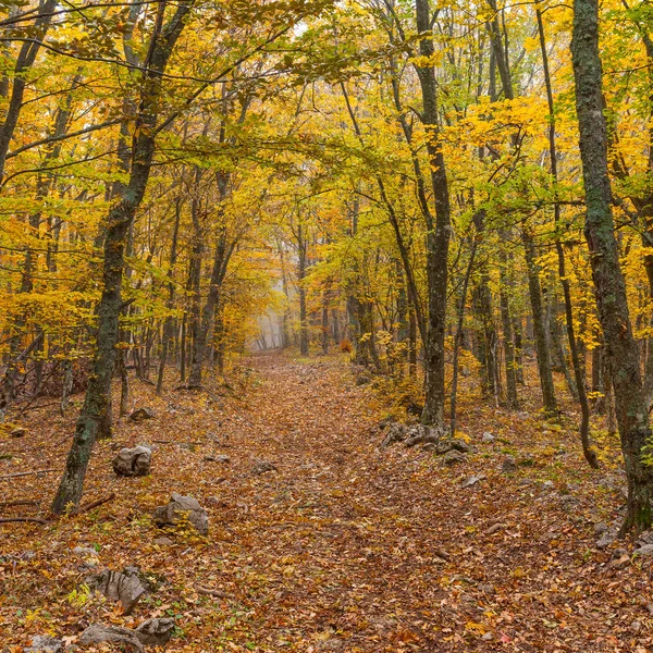 Jesienny Krajobraz Dzikim Lesie — Zdjęcie stockowe