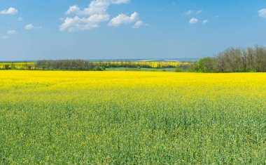 Bahar yatay, çiçekli kolza tohumu alanları Merkezi Ukrayna