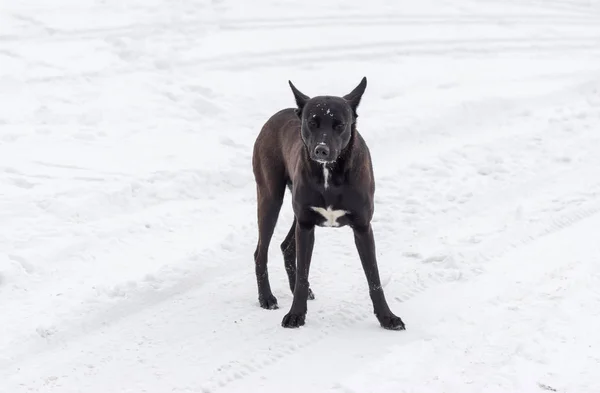 Stray Cão Está Pronto Para Defender Seu Próprio Território — Fotografia de Stock