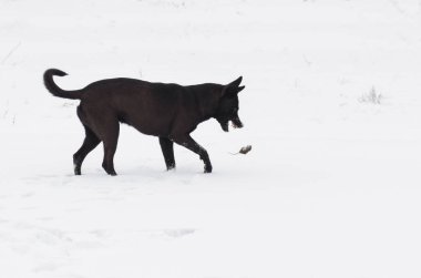 Sokak köpeği av (küçük fare ile oynarken)