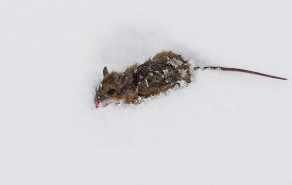雪の上の死んだマウス — ストック写真