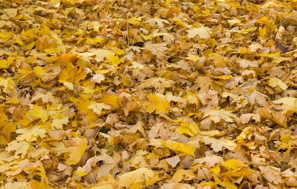 自然な背景 紅葉の森の紅葉 — ストック写真