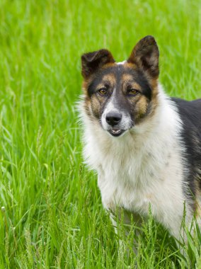 Bahar çimen şirin karışık doğurmak köpek
