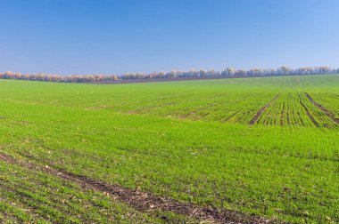 Kış bitkileri Merkez Ukrayna alanlarla