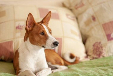 Kanepe yastık arasında yatan Kraliyet alçaklık köpek portresi