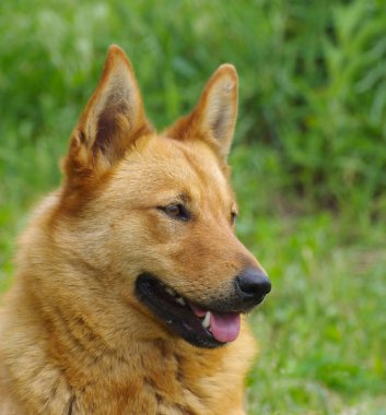 Açık portre sevimli karışık doğurmak köpek