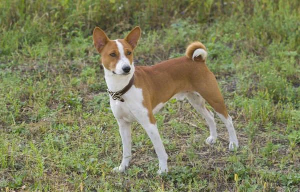 Söt Basenji Hund Truppen Ledare — Stockfoto