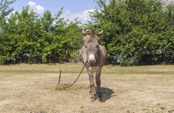 Cute Burro Está Esperando Mestre — Fotografia de Stock