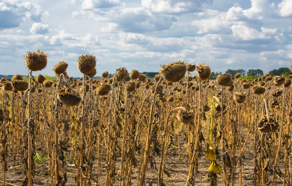 Landscape Ripe Sunflower Field Ukraine — Stock Photo, Image