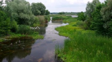 Küçük nehir Kolomak, Poltavsk oblast, Merkezi Ukrayna, huzurlu yaz yatay