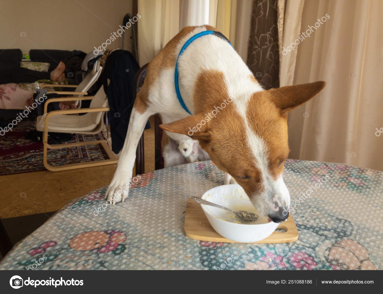 Basenji Dog Standing On A Table And Licking Plate With Cottage