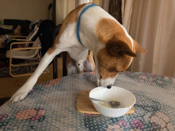 Basenji de pie sobre una mesa de cena y un tazón para oler con sobras de queso cottage —  Fotos de Stock