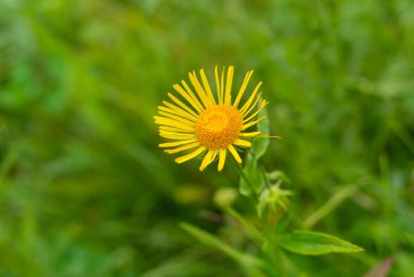 Bir yaz vahşi alanda Inula helenium çiçek