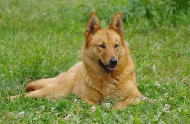Genç geri kalan bahar otların arasında olan cins köpek karışık