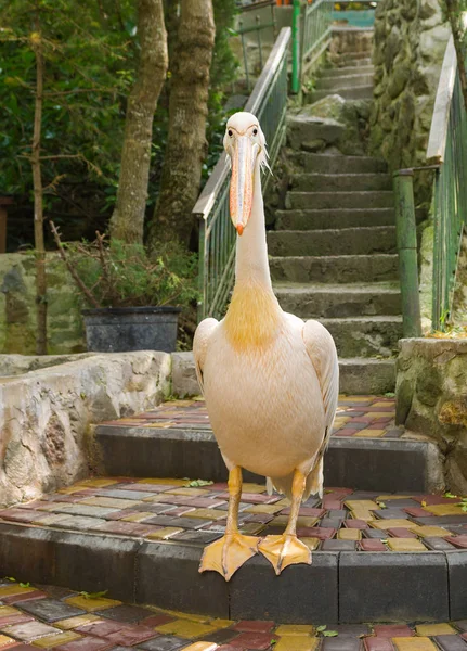 Pelicano Bonito Recebe Visitantes Entrada — Fotografia de Stock